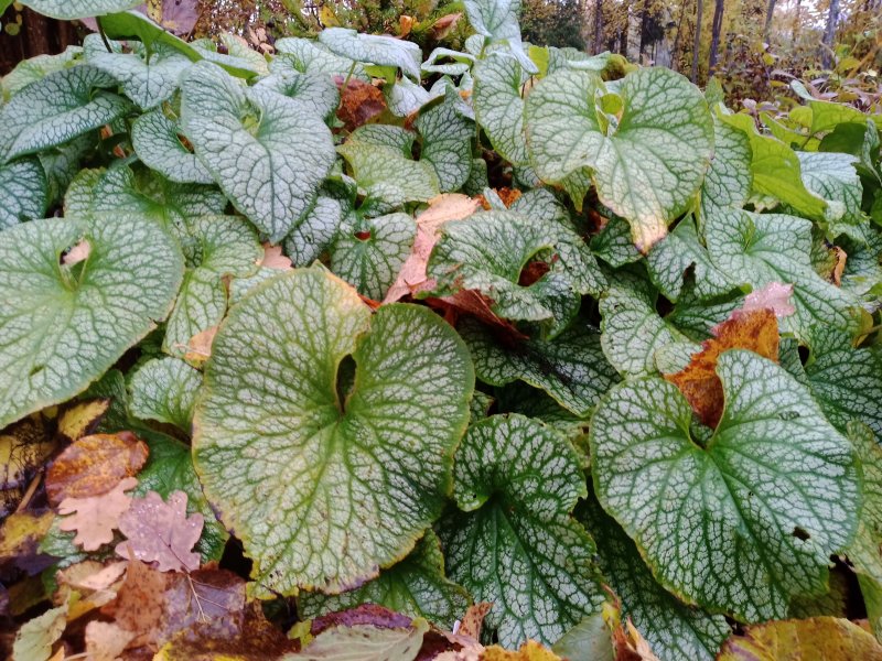 Brunnera macrophylla 'Alexander's Great'